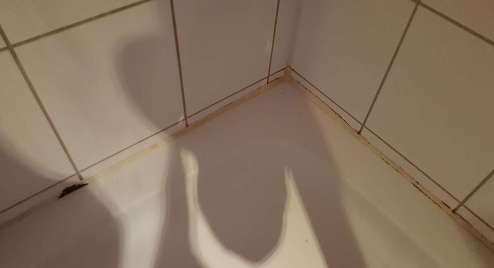 Bathroom corner with white tiles and mold on the grout