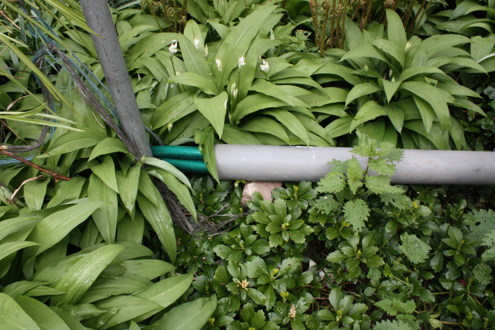 Nahaufnahme grüner Gartenpflanzen mit Rohrleitung und grünem Schlauch