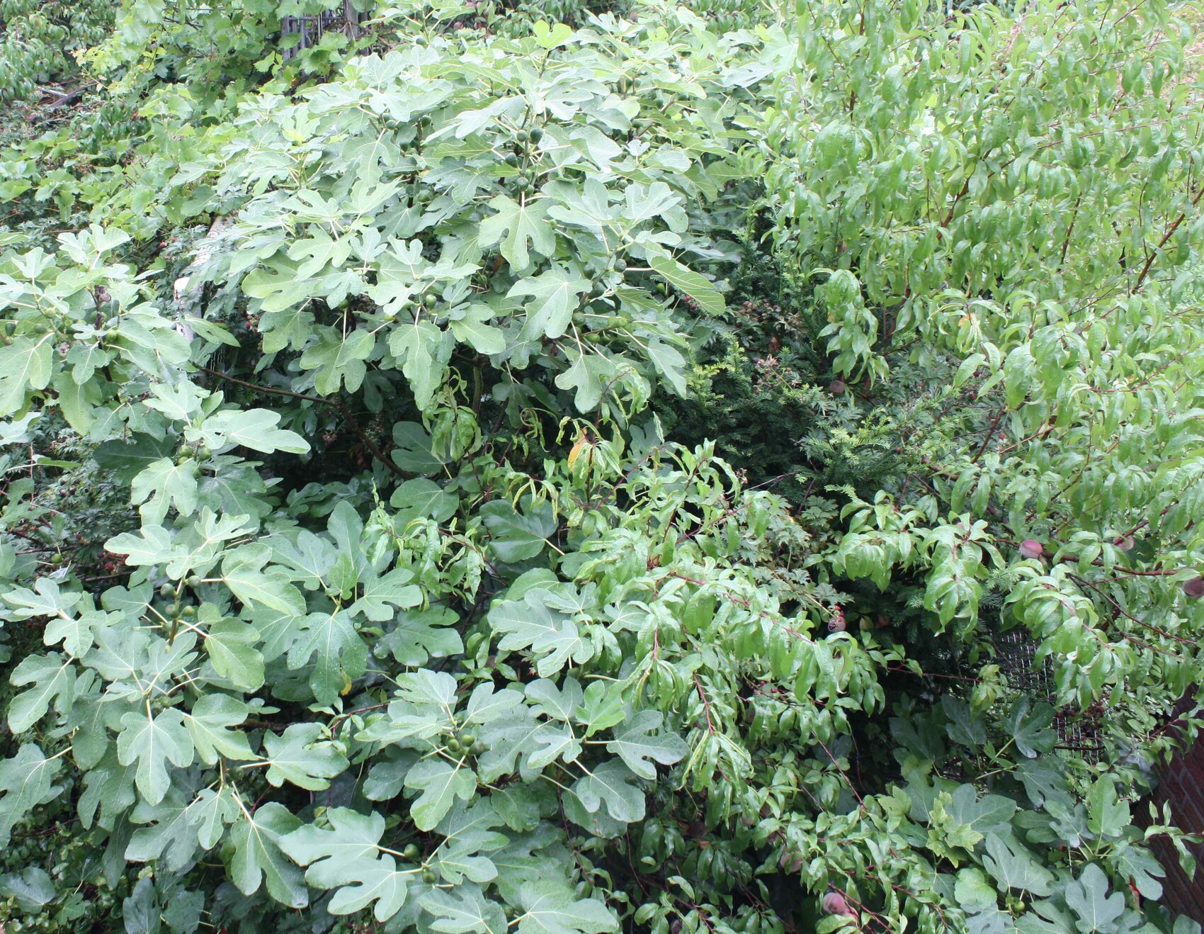 Lush green bushes with large serrated leaves and dense shrubs in the garden