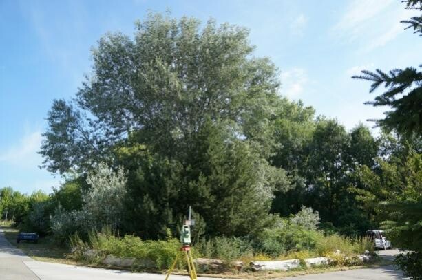 Grosser Baum im Garten am Strassenrand mit Sträuchern und Grünflächen