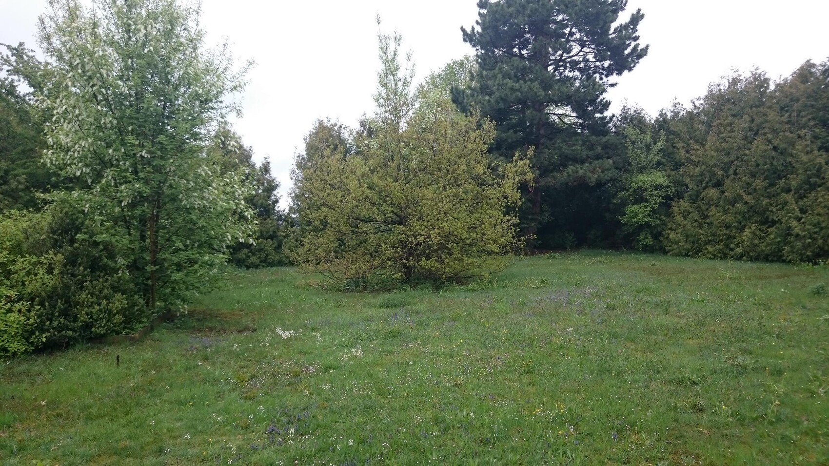 Green garden with trees, lawn, and blooming flowers in the foreground.