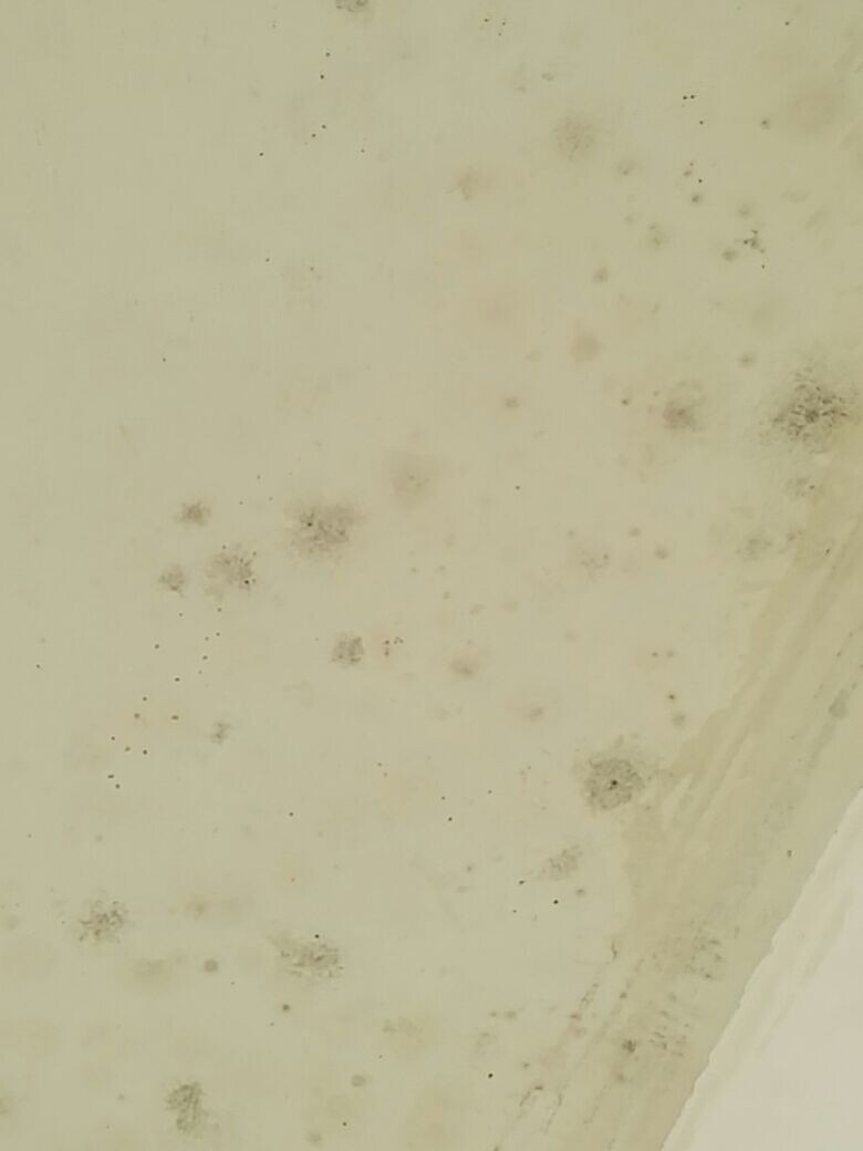 Wall with moisture and mold infestation, indoor moisture problems.