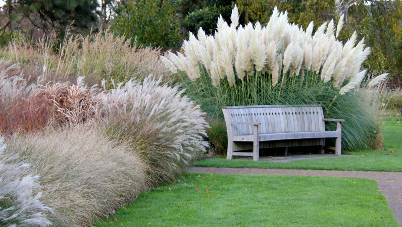 Wooden bench in the garden in front of tall white pampas grass bushes and green lawn.