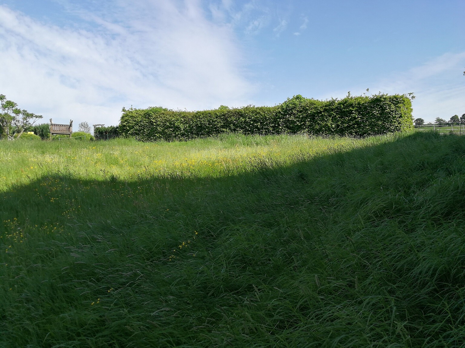 Grünes Grasfeld mit langer Hecke im Hintergrund und Bank, blauer Himmel