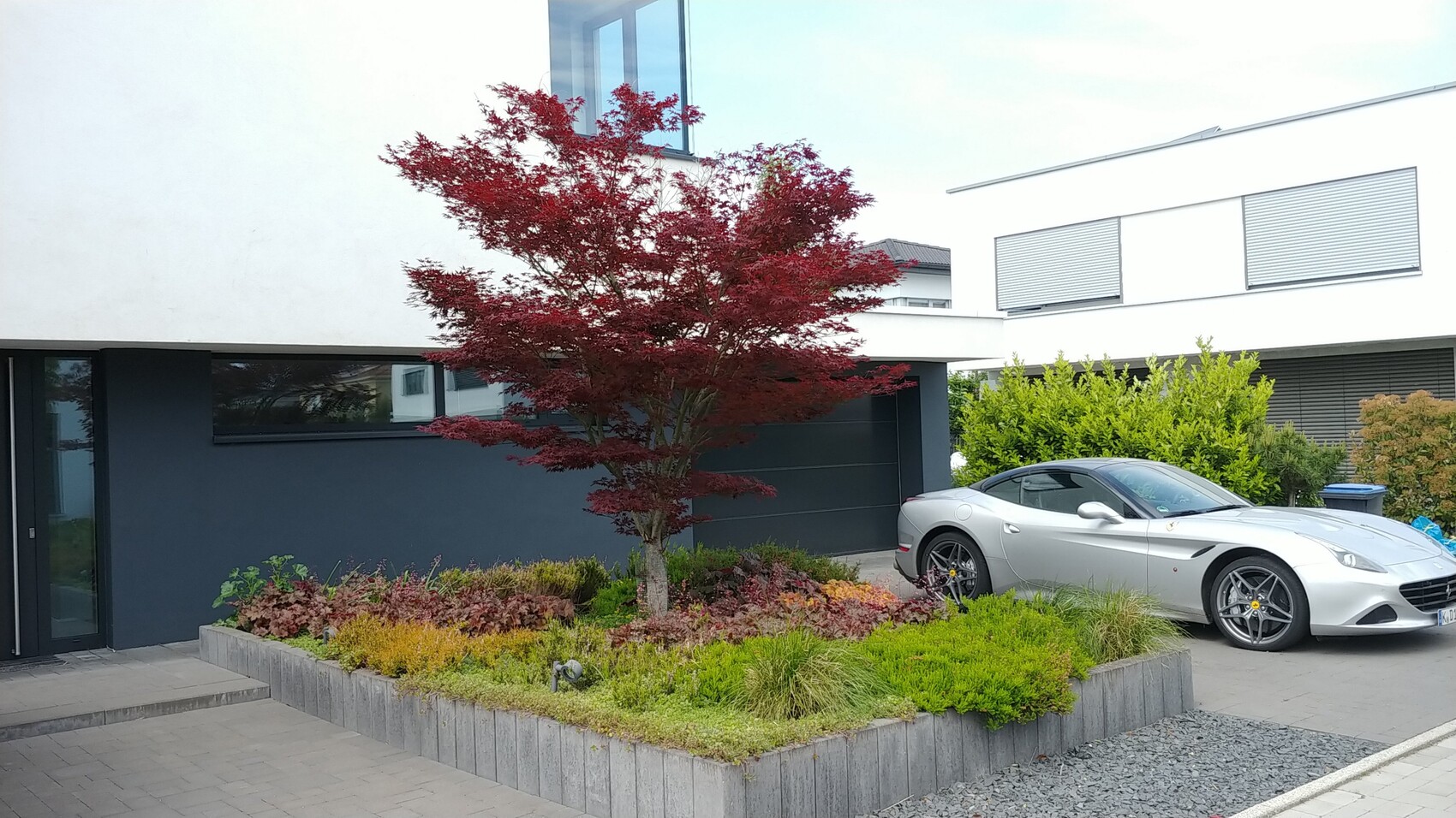 Red maple tree in the front yard of a modern white villa; silver Ferrari parked on the right