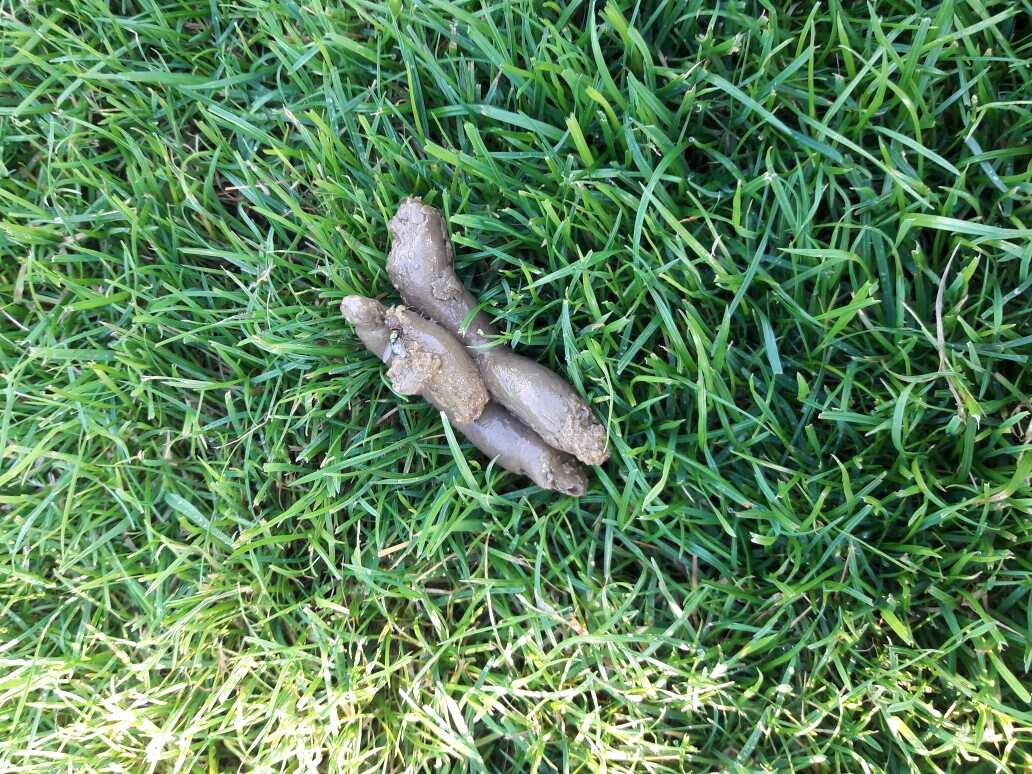 Grass in the garden with dog poop