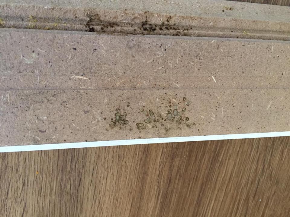 Close-up of a brown wooden panel with dark spots and green mold, wooden floor visible underneath.