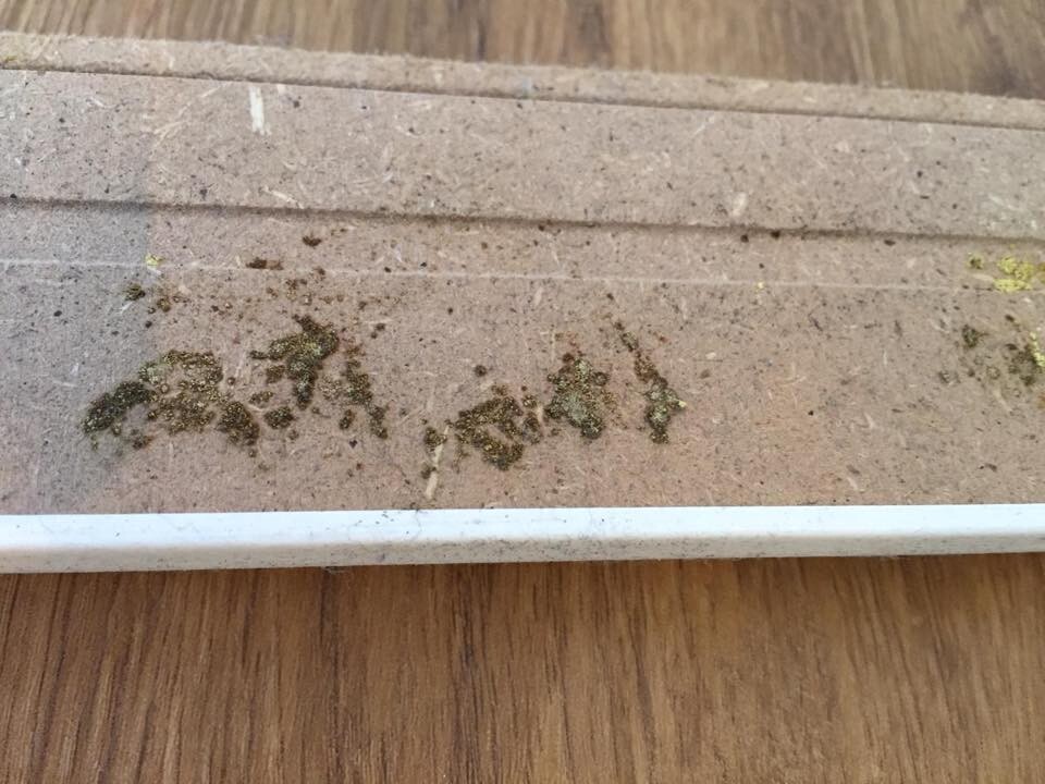 Close-up of a concrete step with moss spots, white trim below.