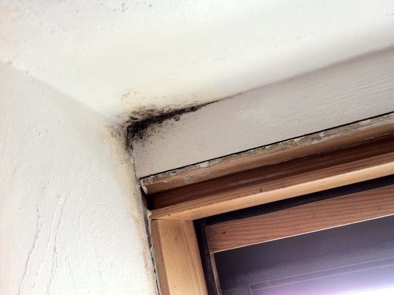 Mold stains in the window recess on the wall corner above the wooden frame.