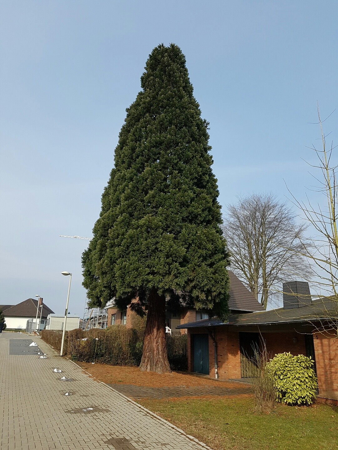 Large evergreen conifer stands in the front yard of a house on a quiet street.