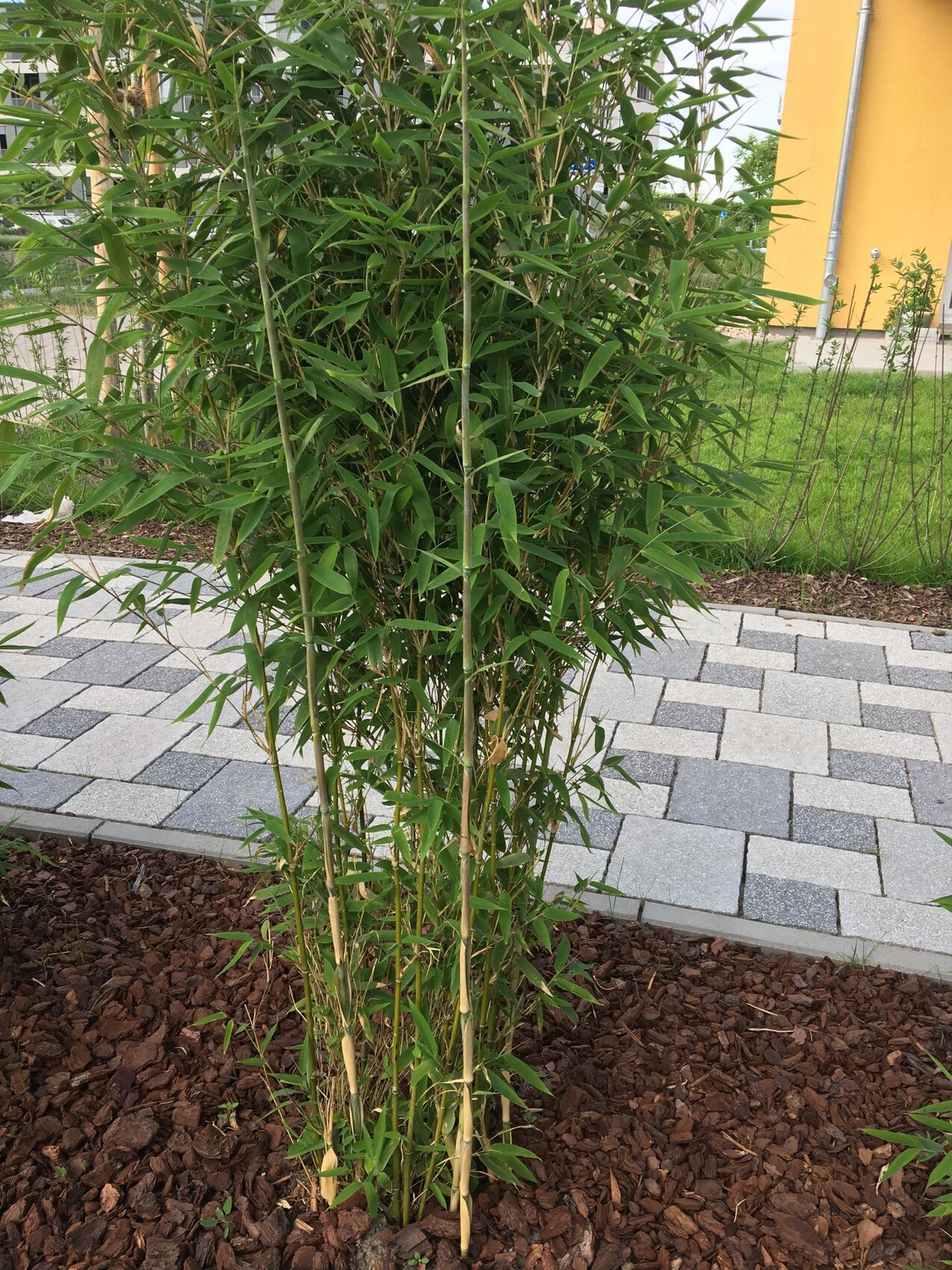 Several green bamboo canes with leaves in the mulch bed next to a paved path.