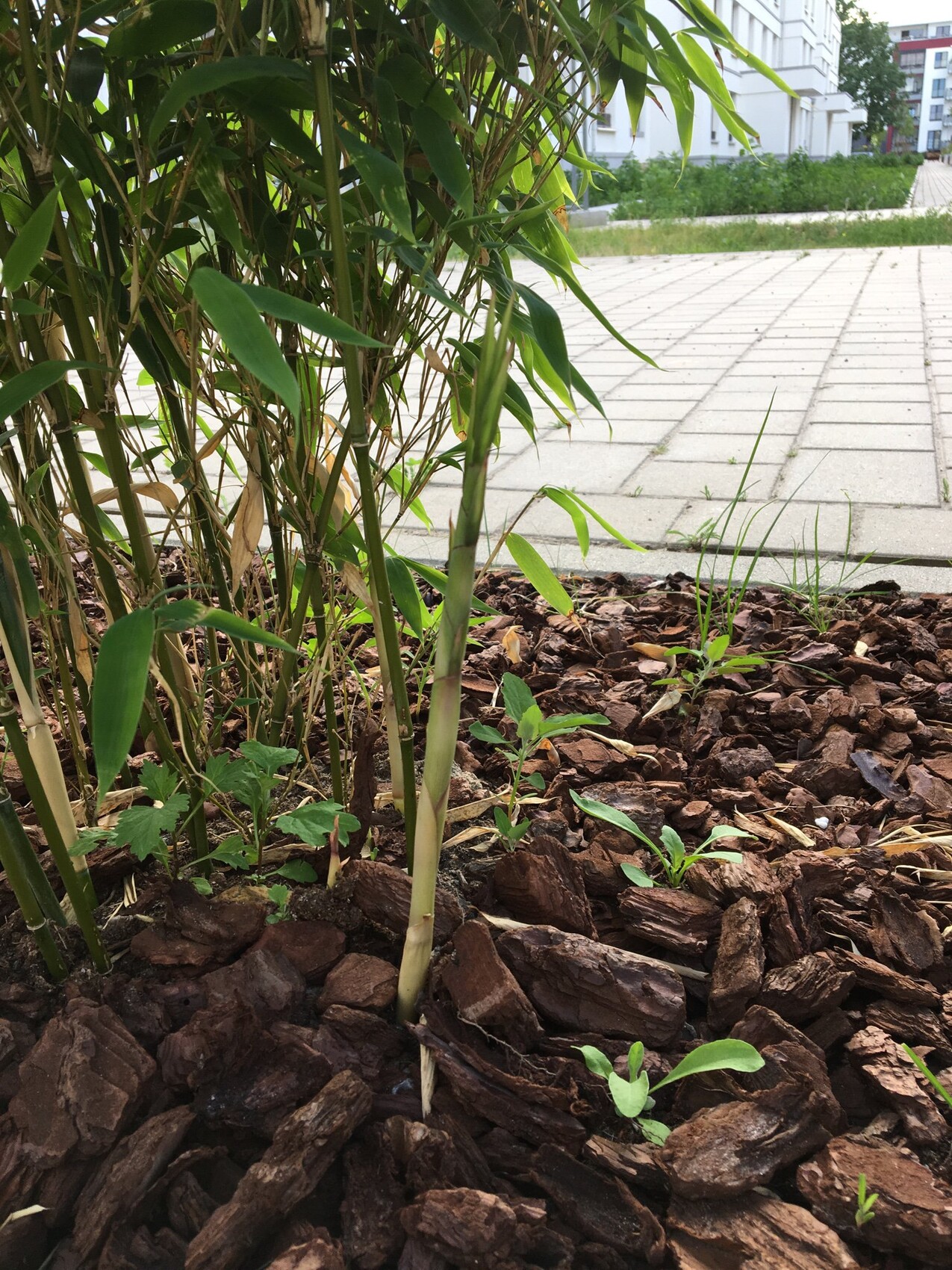 Several green bamboo clumps growing in the mulch bed next to a paved area in front of buildings.
