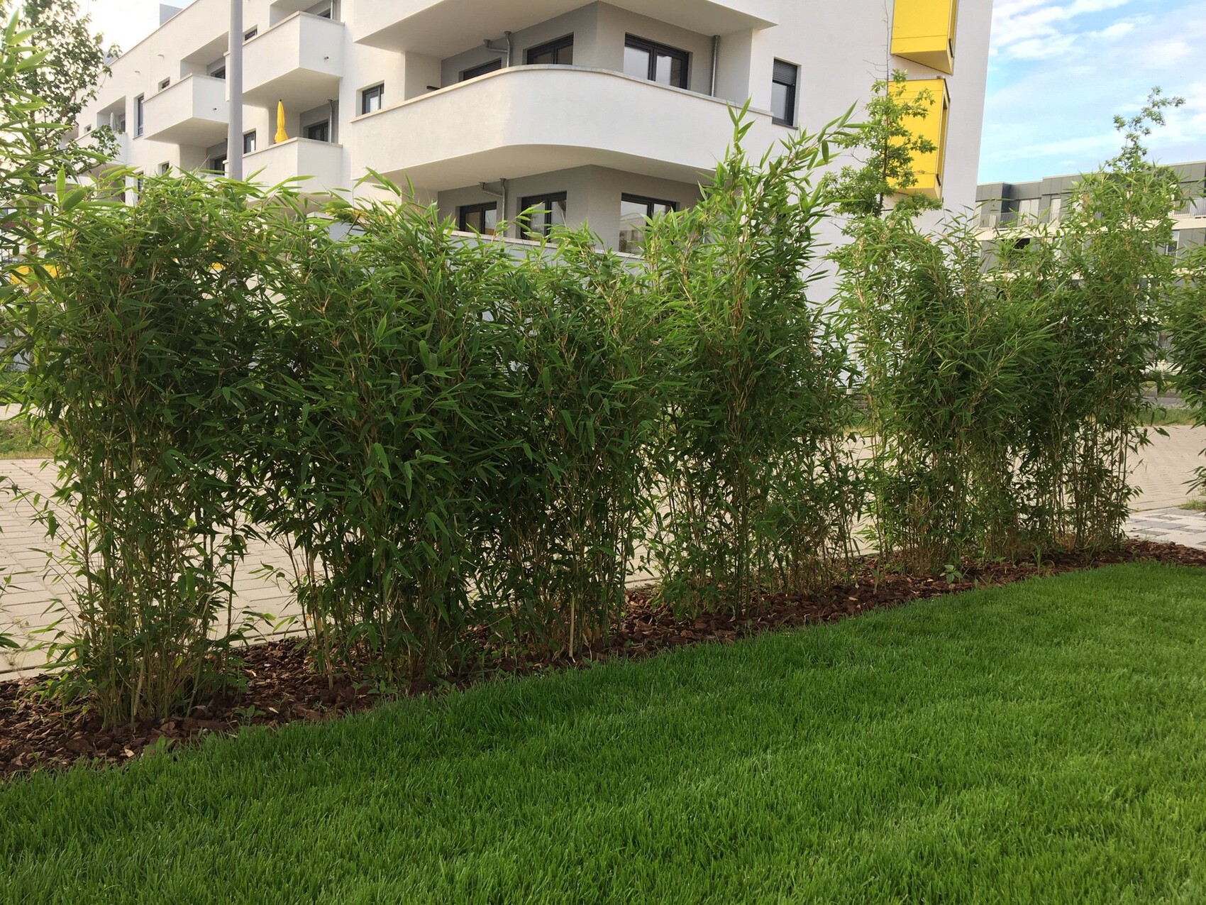 Bamboo hedge in front of a modern white residential building with yellow accents; green lawn in the foreground.