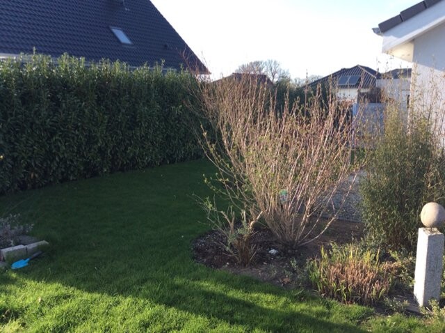 Garden with green lawn, dense hedge, and shrubs in front of houses.
