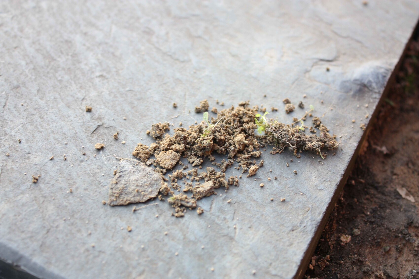 Small plant growing from a clump of soil on a concrete slab in the construction area