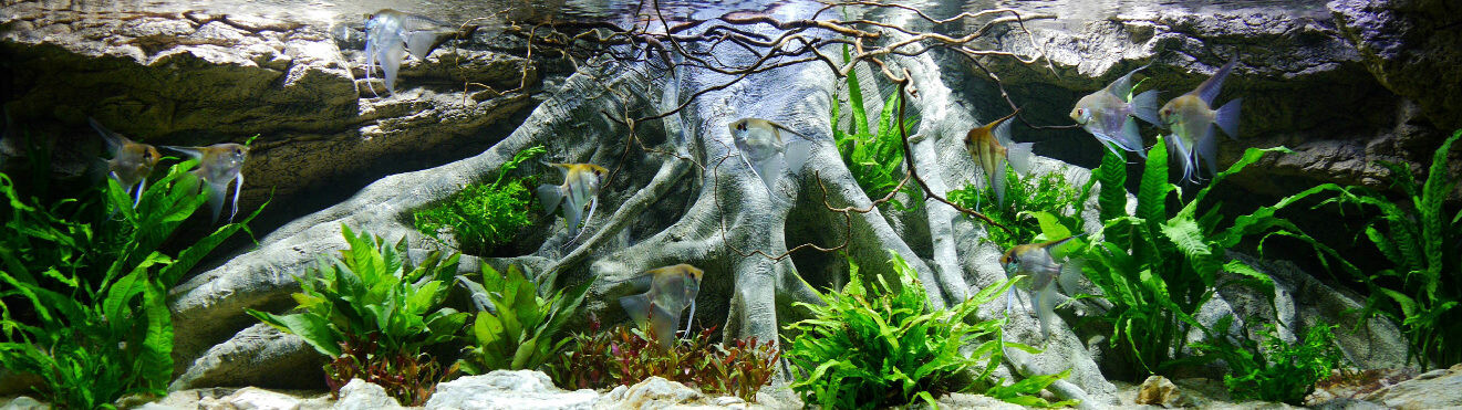 Underwater aquarium with large tree root structures, angelfish, and green aquatic plants.