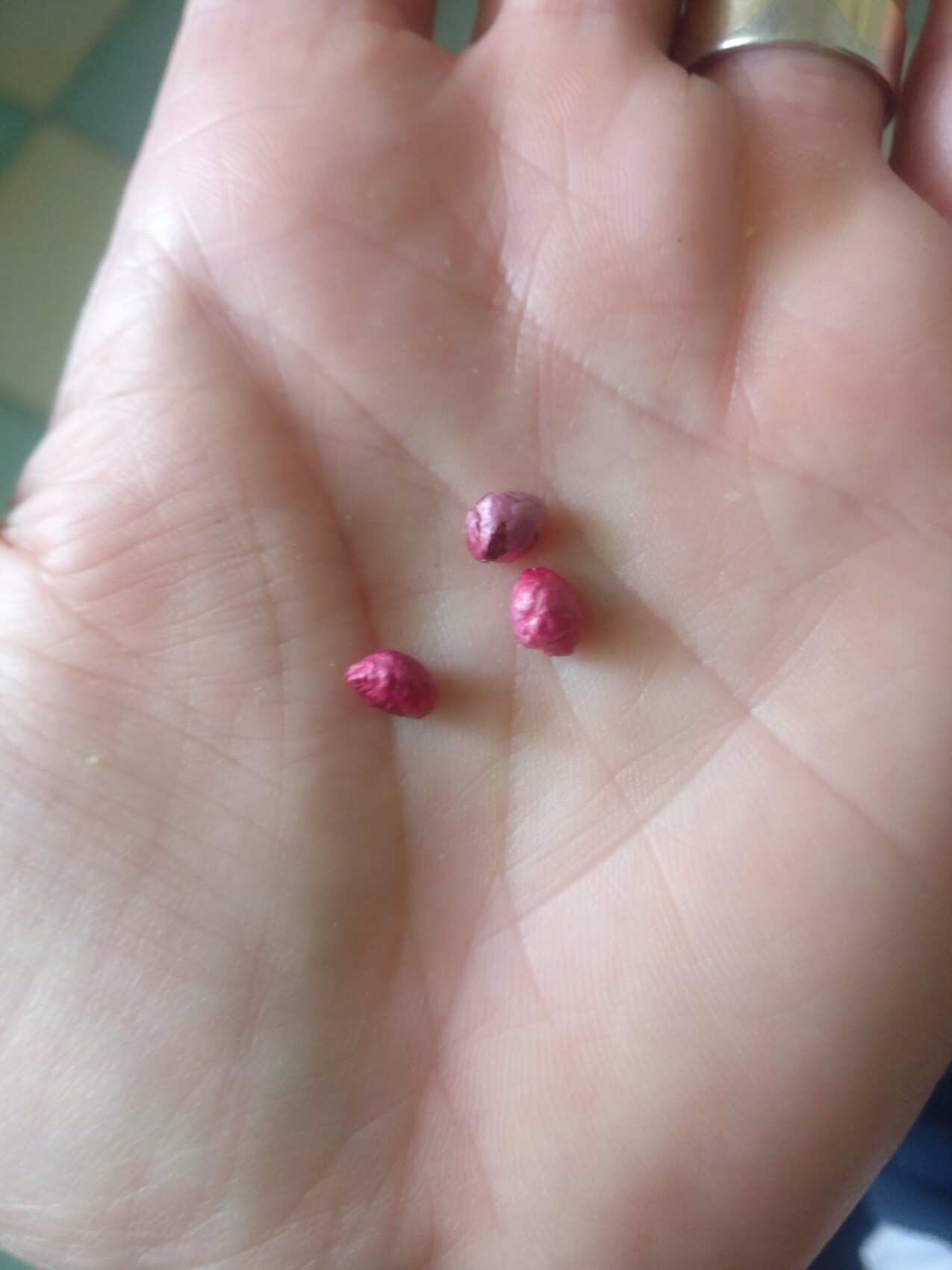 Close-up of a palm with three small pink seeds