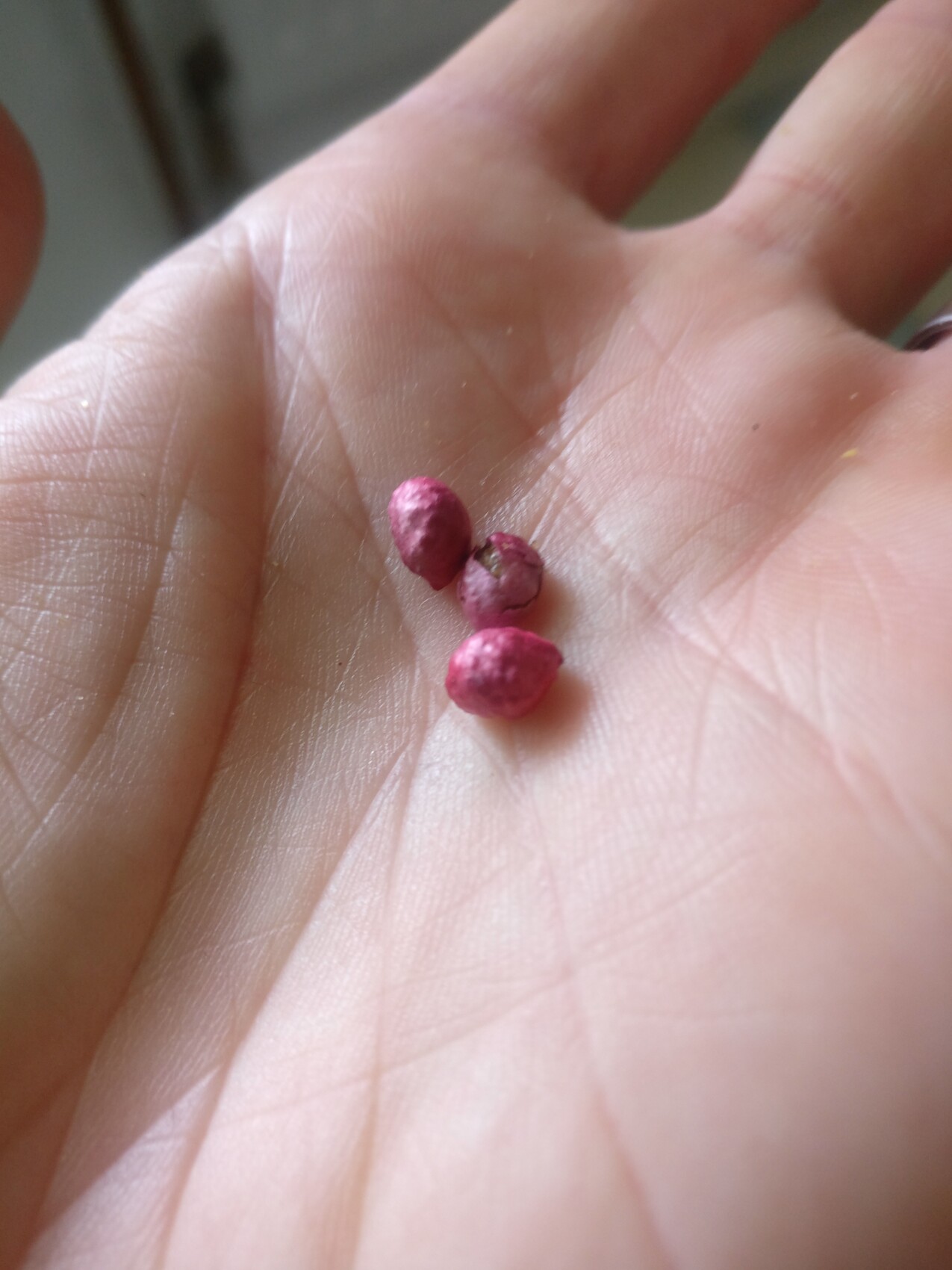 Close-up of an open hand holding three pink seed beads.