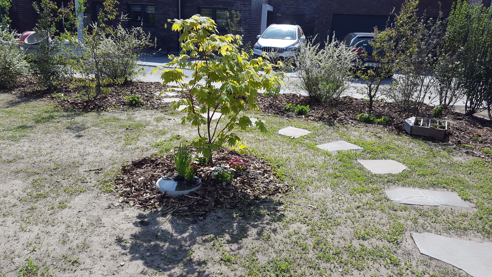 Kleiner Baum im Gartenbeet mit Blumen, Mulchring und sandigem Boden; Parkplätze dahinter.