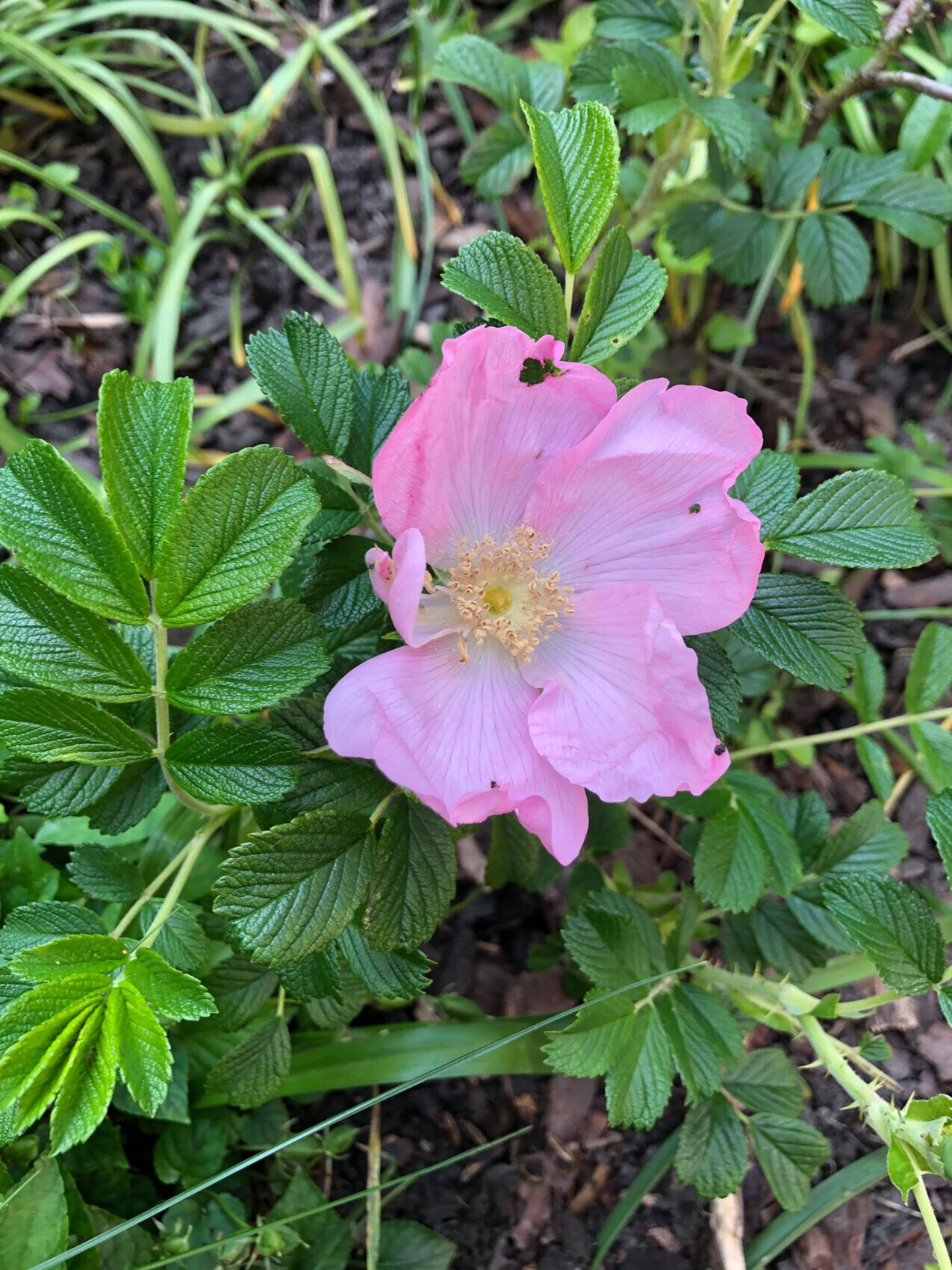 Pink flowered rose with green leaves in the garden