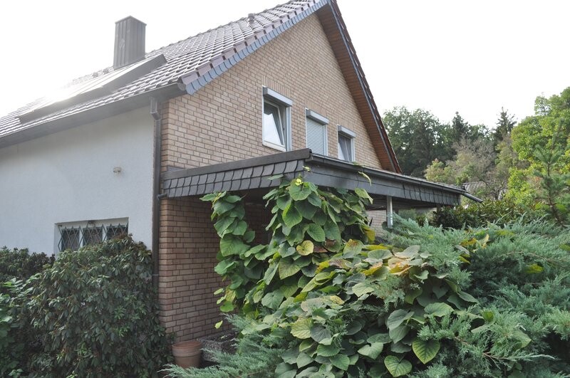 Brick house with canopy, large climbing plant climbing around the porch, surrounding shrubs and trees.