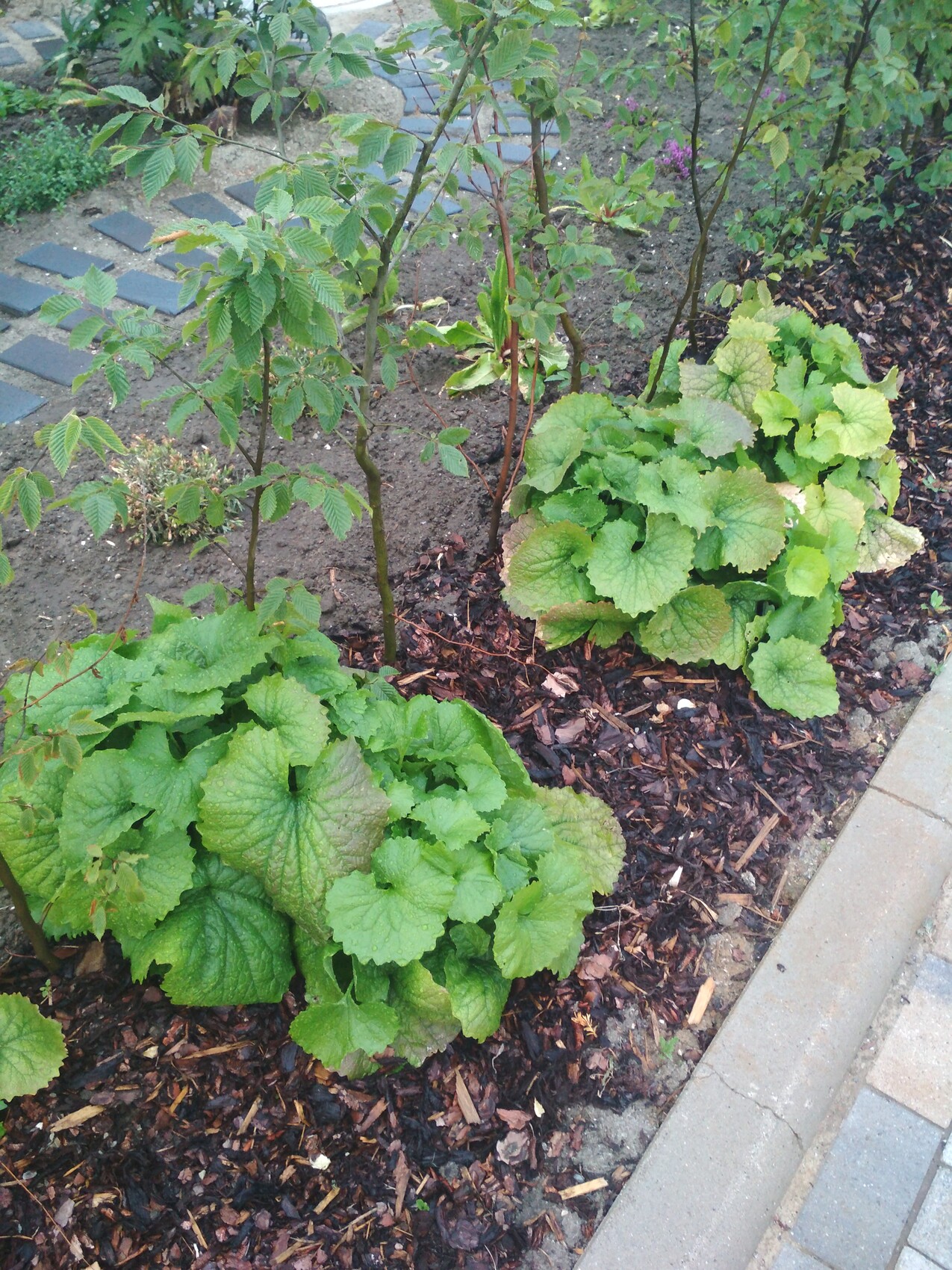 Garden bed with two clusters of large round leaves and young stems with pinnate foliage.