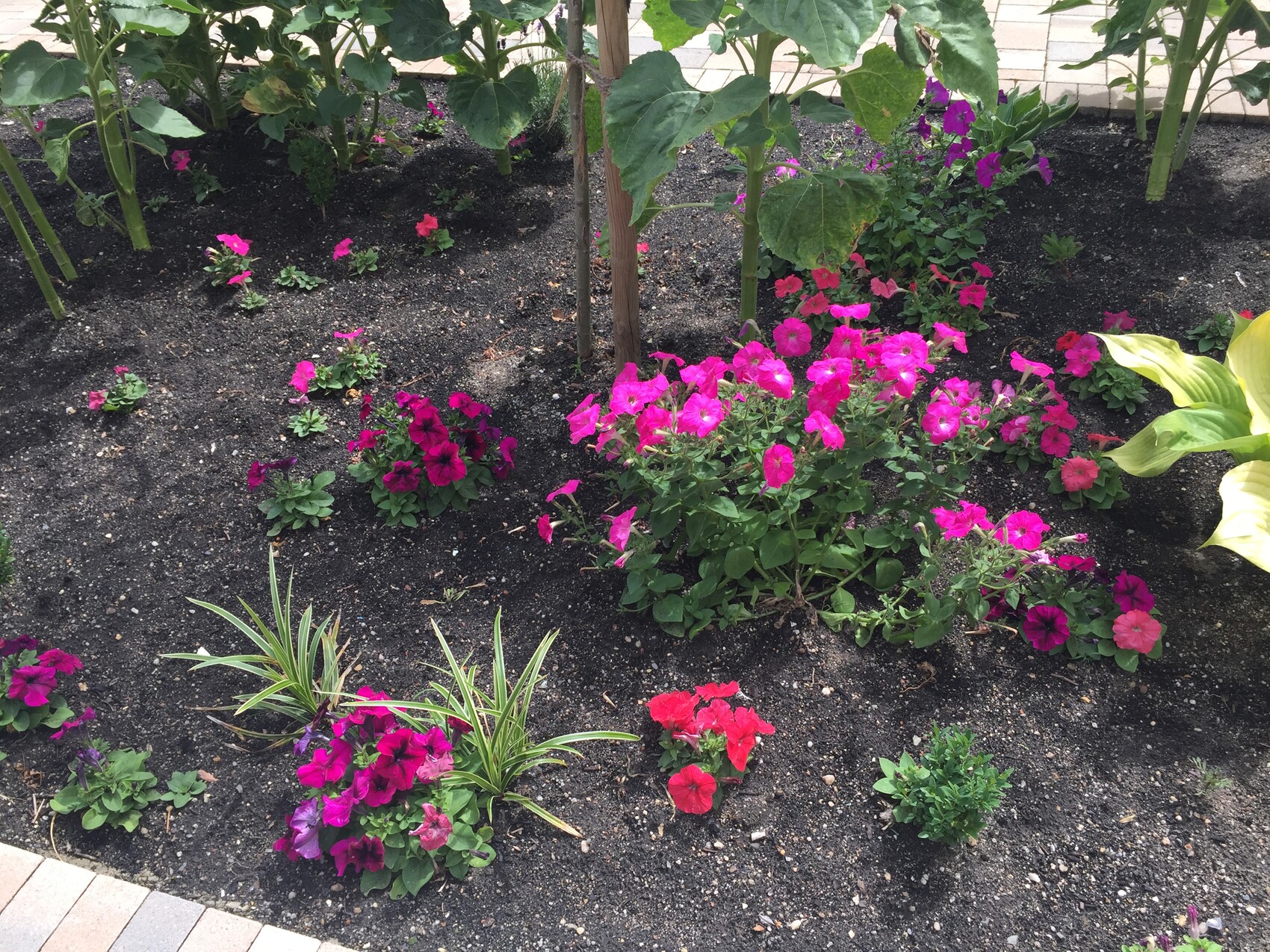 Garden bed with pink petunias, dark soil, and green foliage