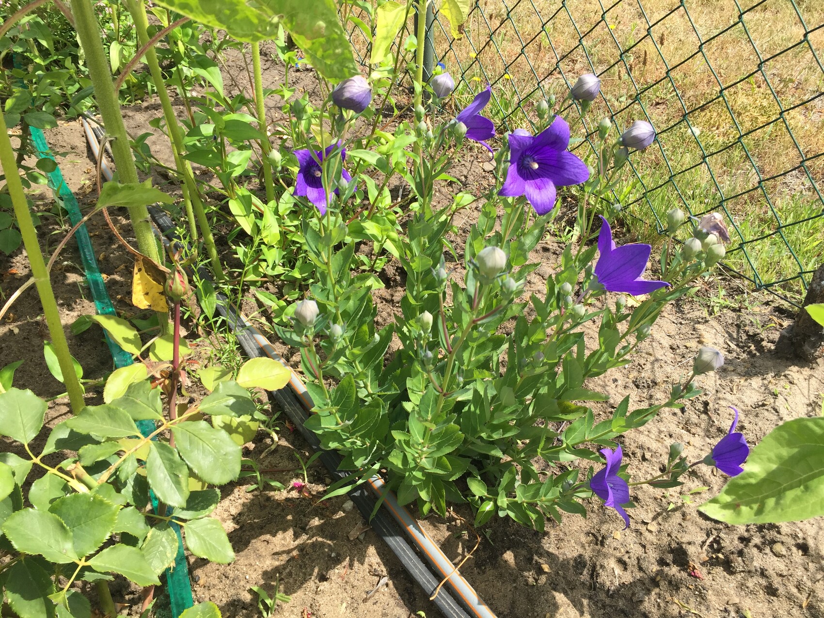 Purple morning glory (bindweed) climbing a wire fence in the garden.