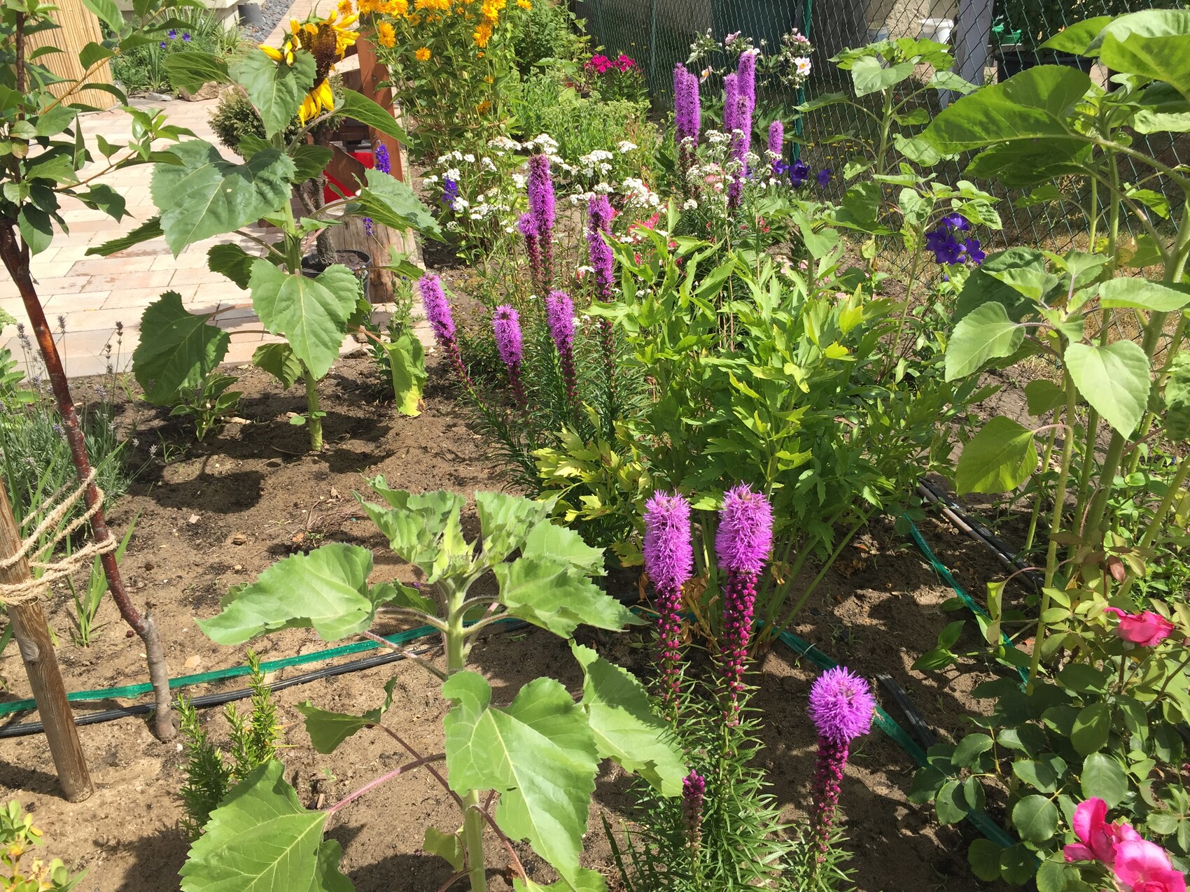 Colorful garden with purple liatris spikes, yellow sunflowers, and green leaves.