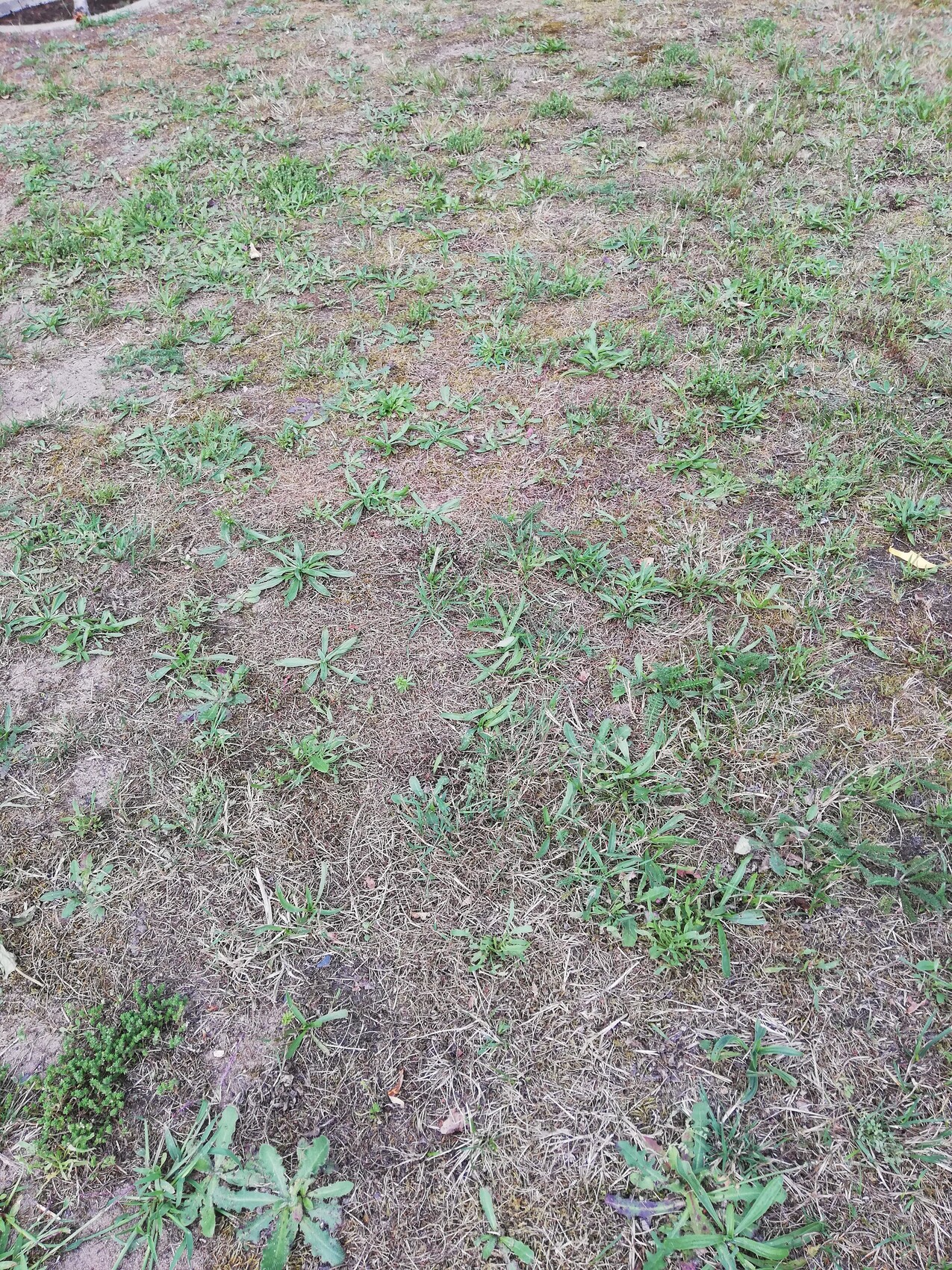 Bare lawn area with weeds and dry soil spots
