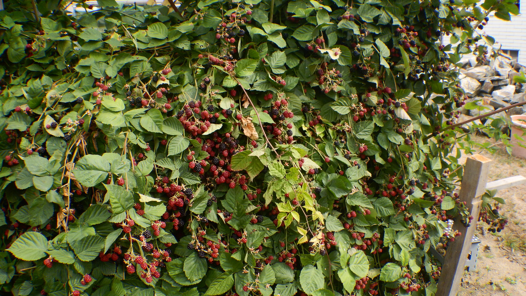 Dense blackberry bush with red and black berries, green leaves, fence and stone wall in the background.