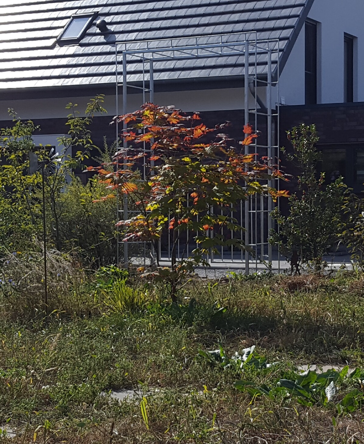 Kleiner Baum mit orange-roten Blättern vor modernem Gebäude und Metallrahmen.