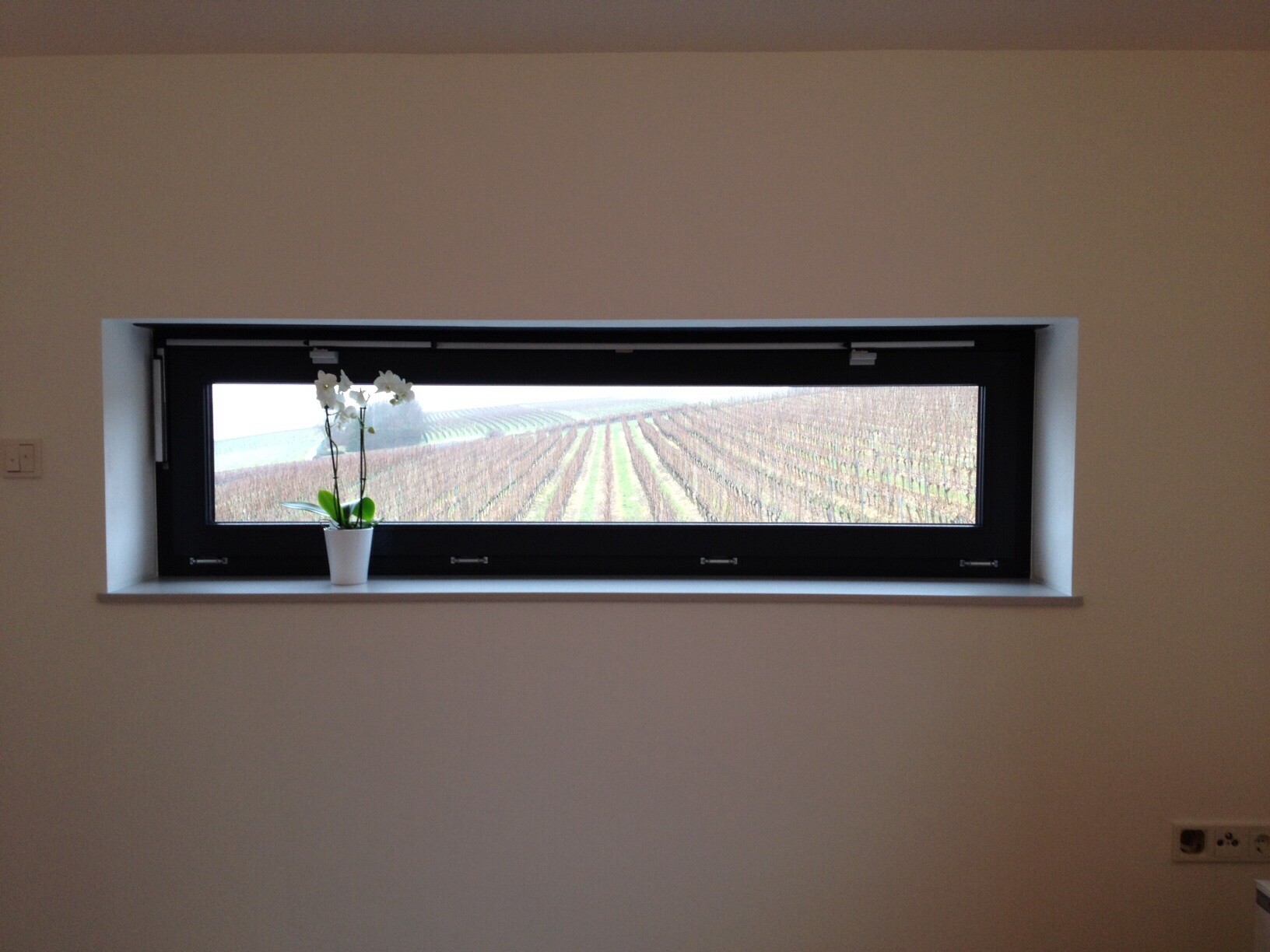 Narrow horizontal window with a view of vineyards; white orchid in a pot on the windowsill.