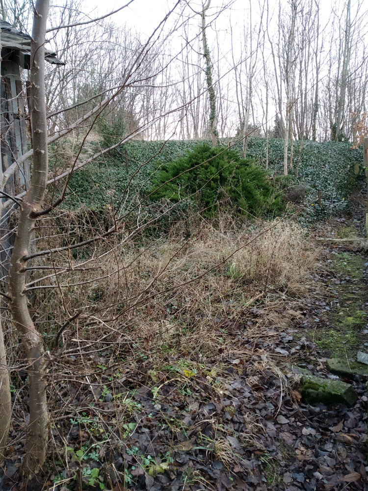 Garden area with sparse vegetation, leaves on the ground, and moss-covered fence in the background