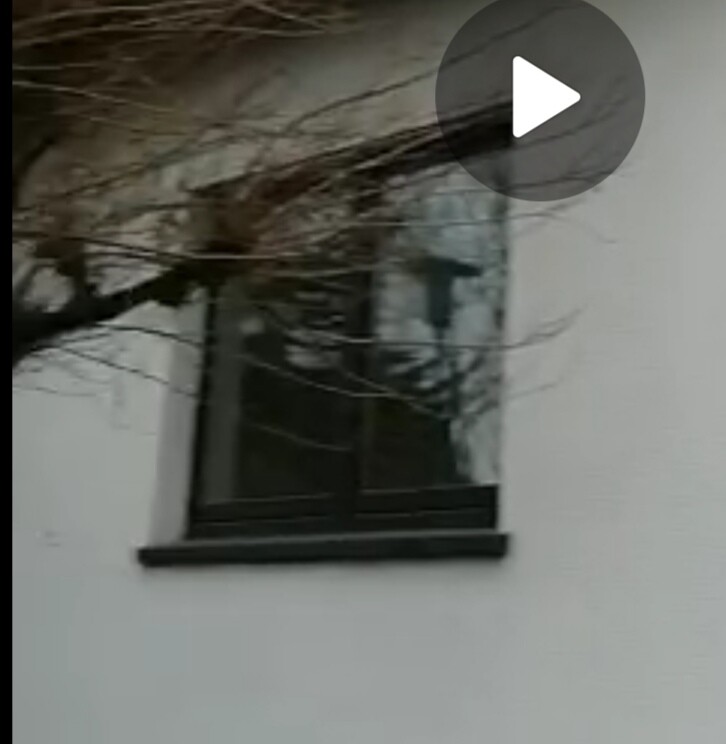Video preview image: Window on a white facade, branches partially covering the glass.