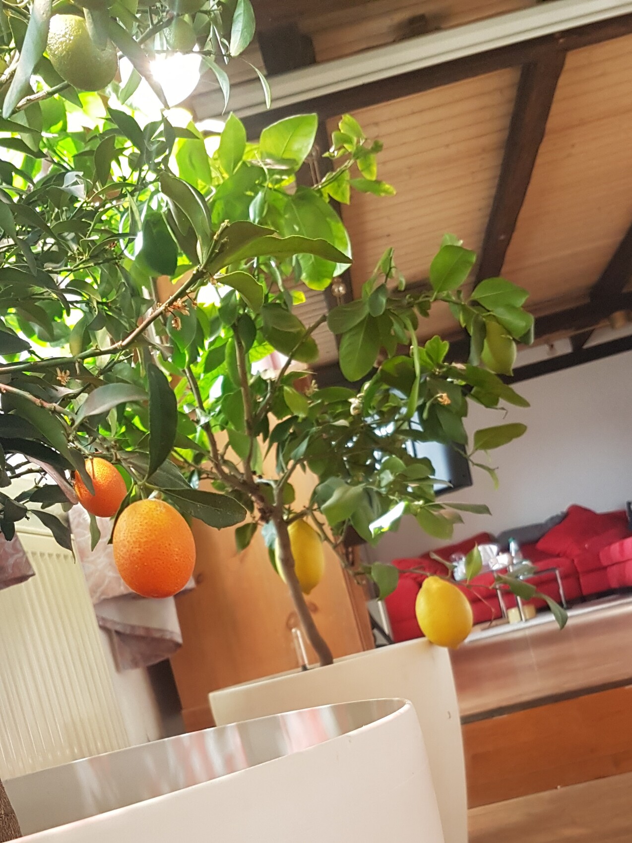 Indoor orange tree with ripe oranges and green leaves in the living room.