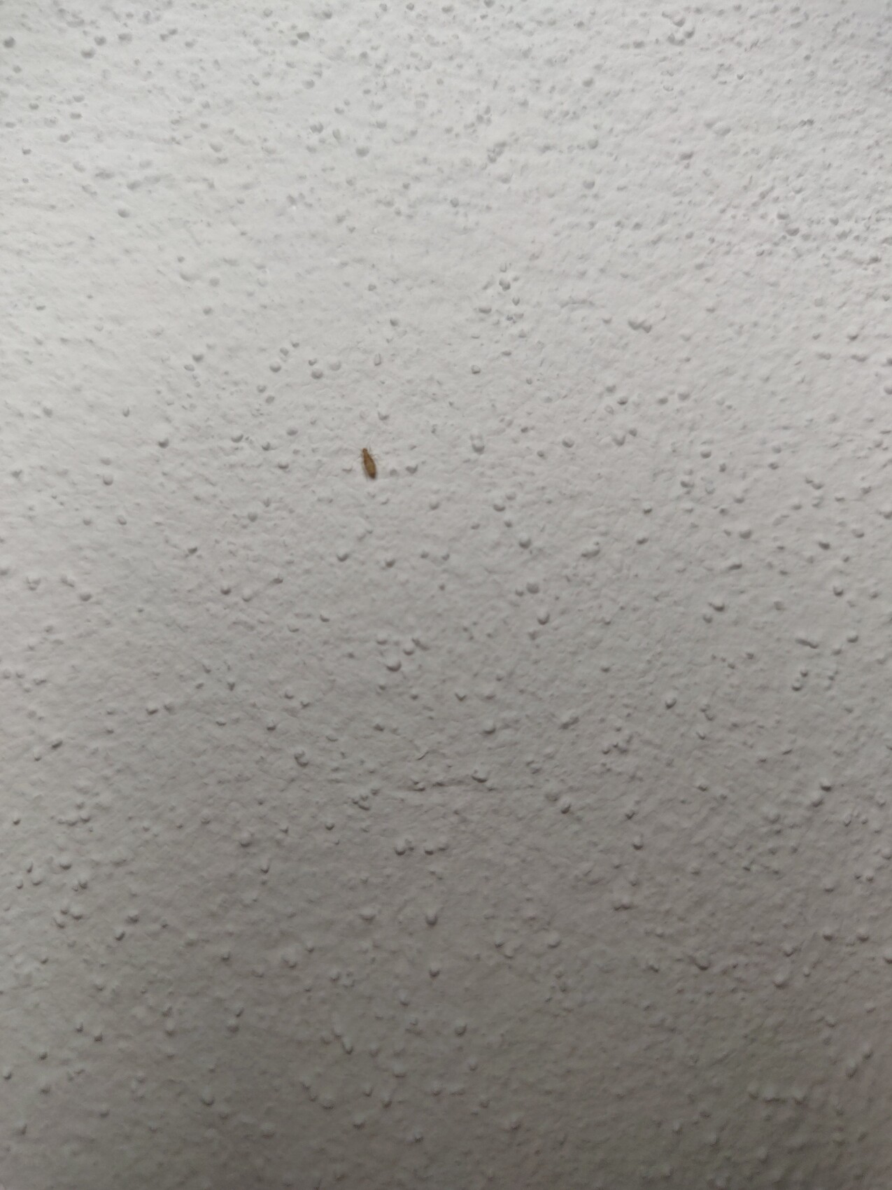 Small brown spot on a roughly textured white wall.