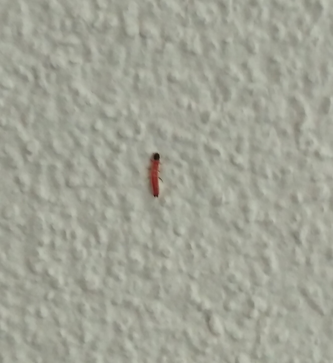 Tiny red insect on a white textured wall; dark head, elongated body.