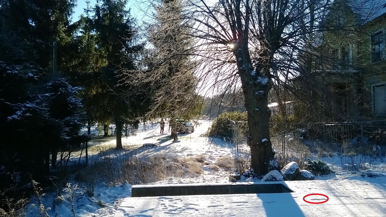 Winter snowy landscape; sun behind a tree, fir trees on the left, house on the right, circular spot.