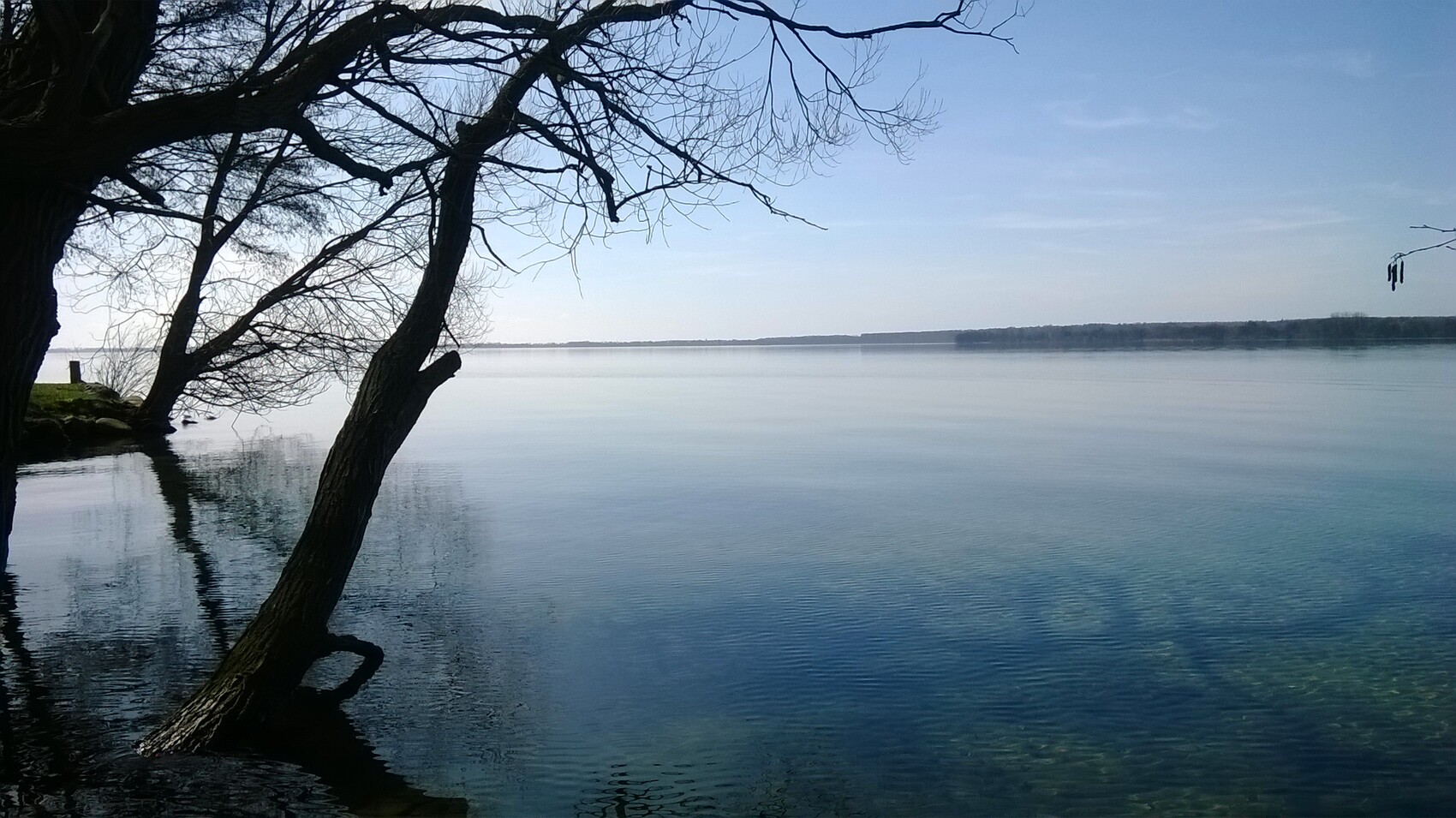 Large gnarled tree reaching into calm lakeshore water; clear reflections, blue sky