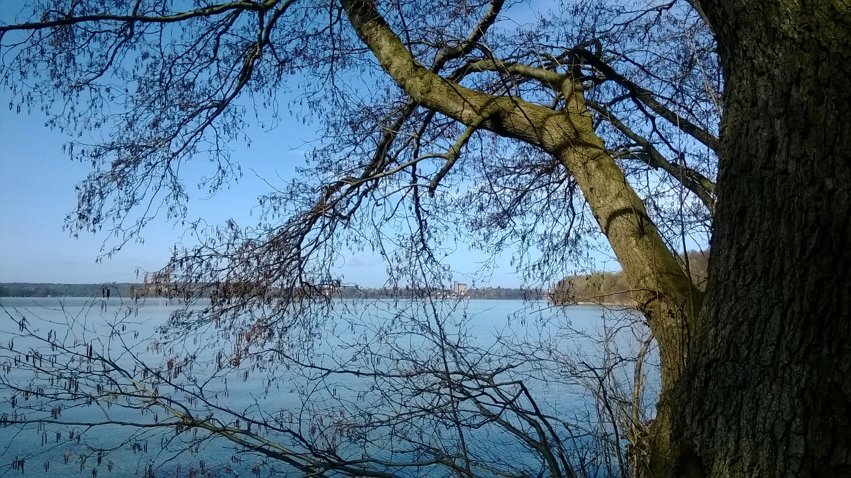 Winter landscape: blue lake, bare tree branches over the water, large tree trunk on the right.