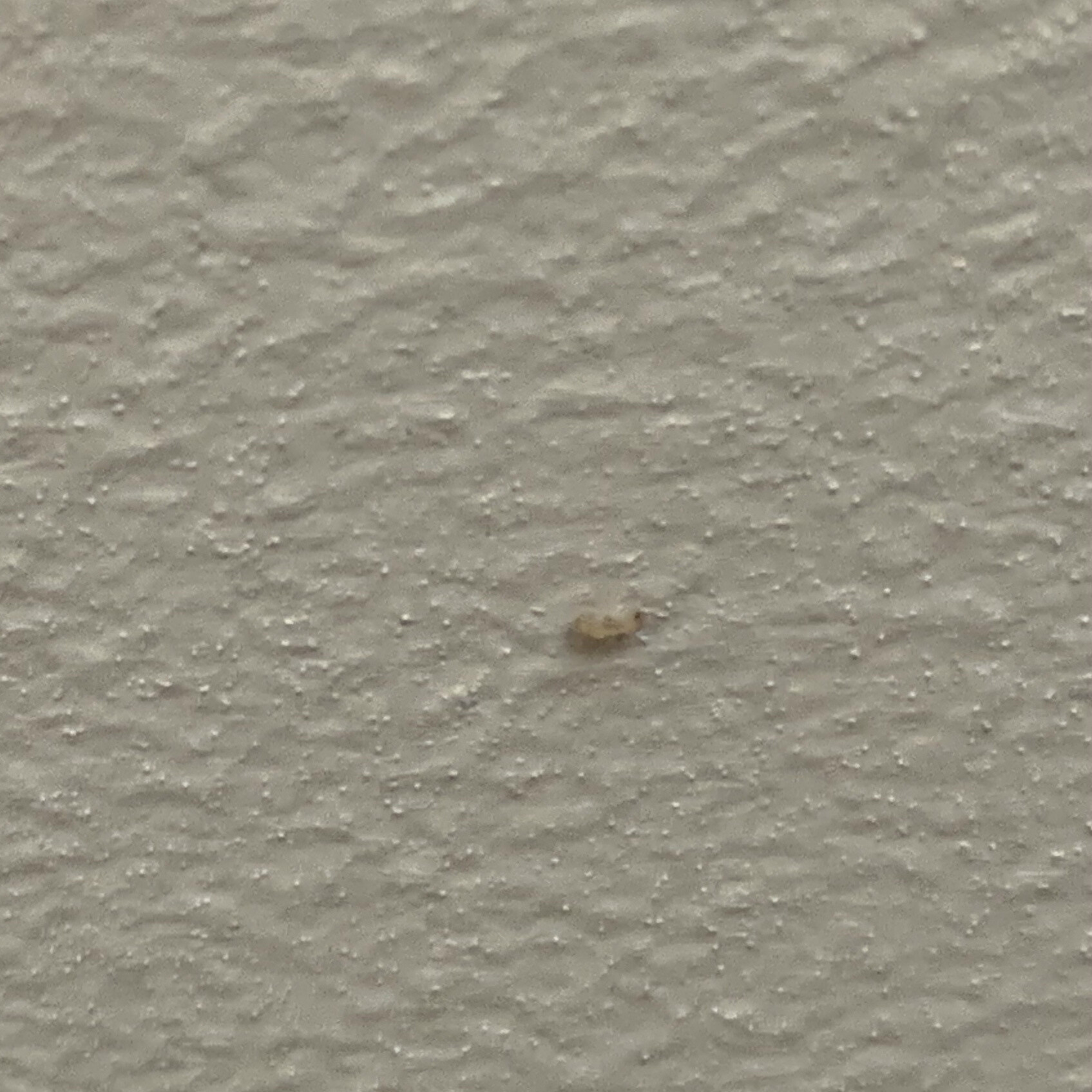 Close-up of a rough light gray wall; in the middle a small brown object.