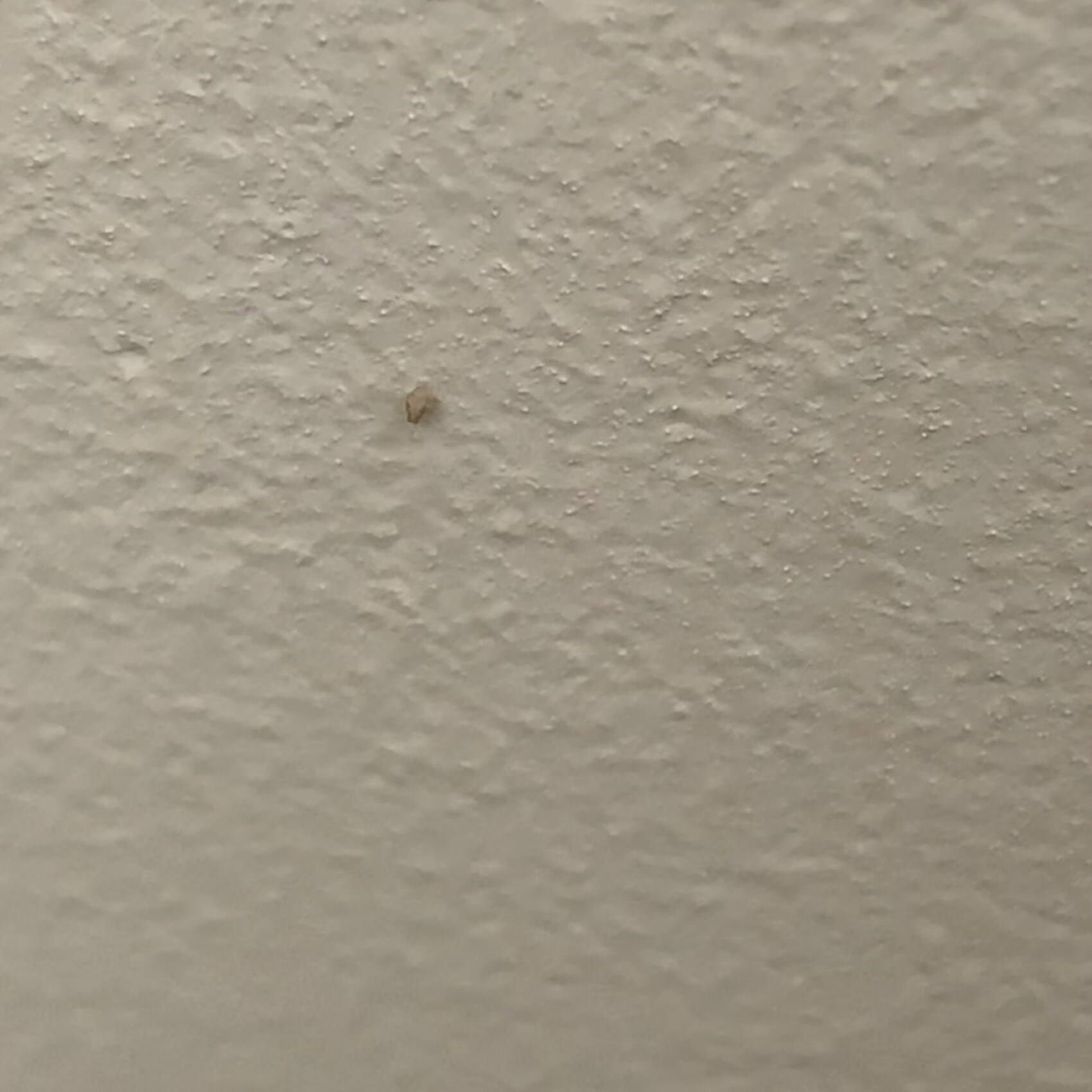 White, coarse-textured wall with small brown spot.