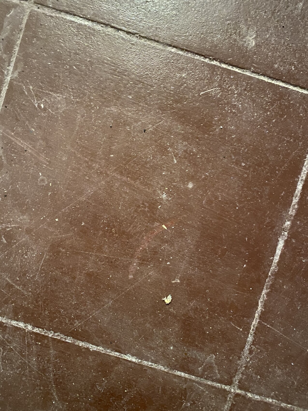 Brown tiled floor with scratches and a small leaf.