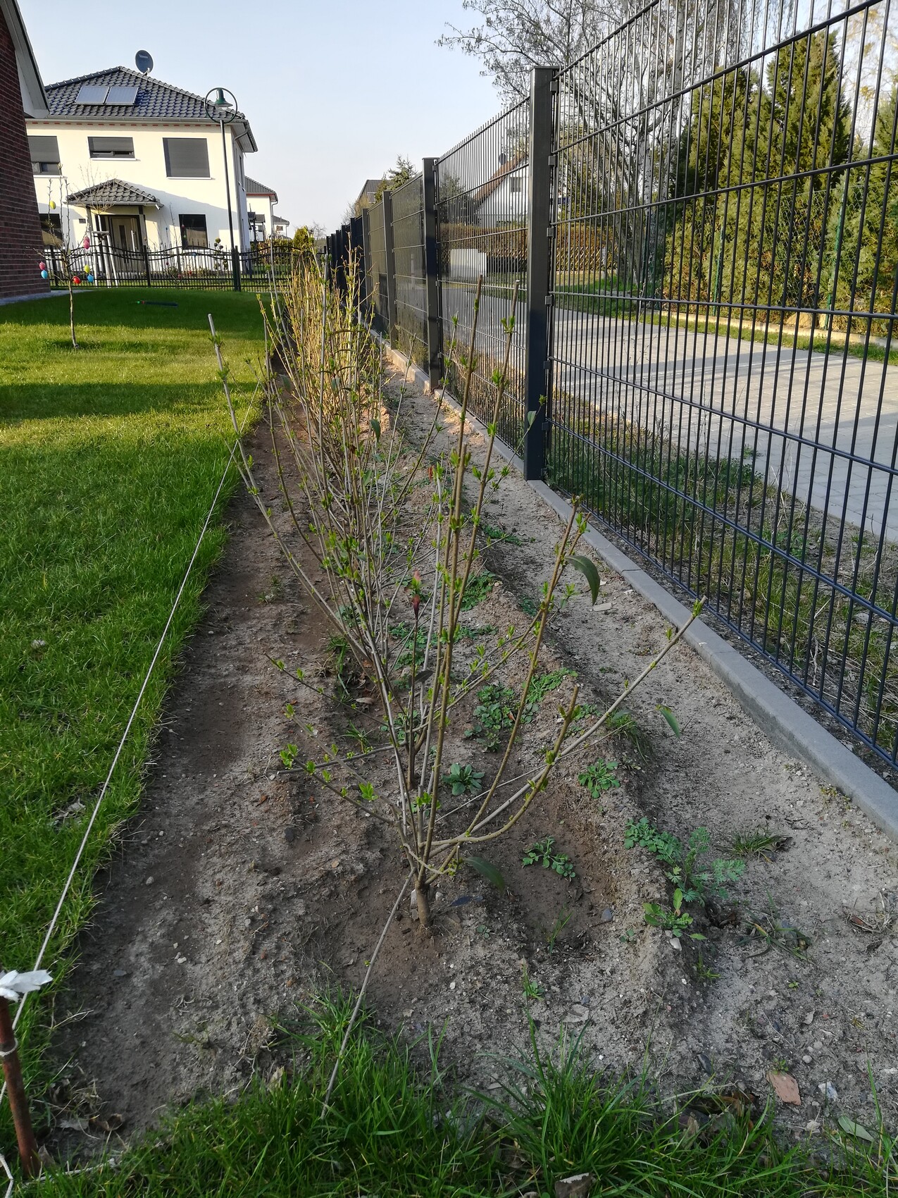 Garten mit jungen Bäumen entlang eines Metallzauns, grüne Wiese links, Haus im Hintergrund
