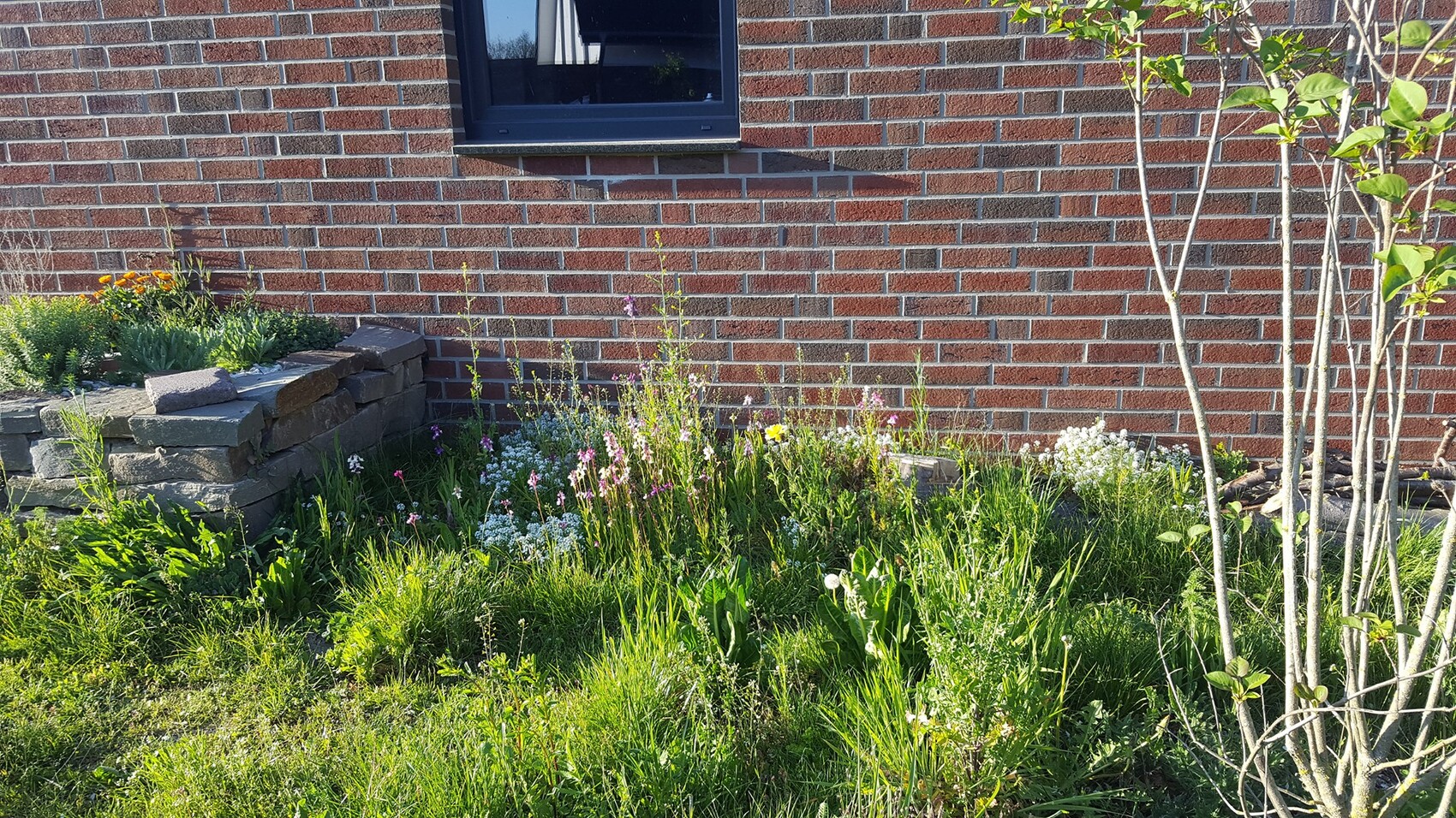 Garden bed with wildflowers in front of a red brick wall, stone wall, and shrubs.