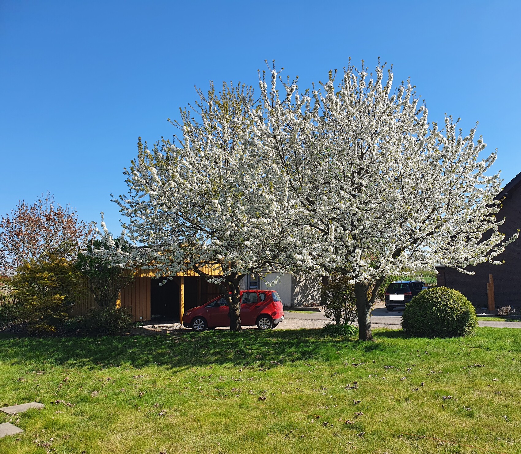 Two blossoming fruit trees with white flowers in front of a carport; red wagon, blue sky.