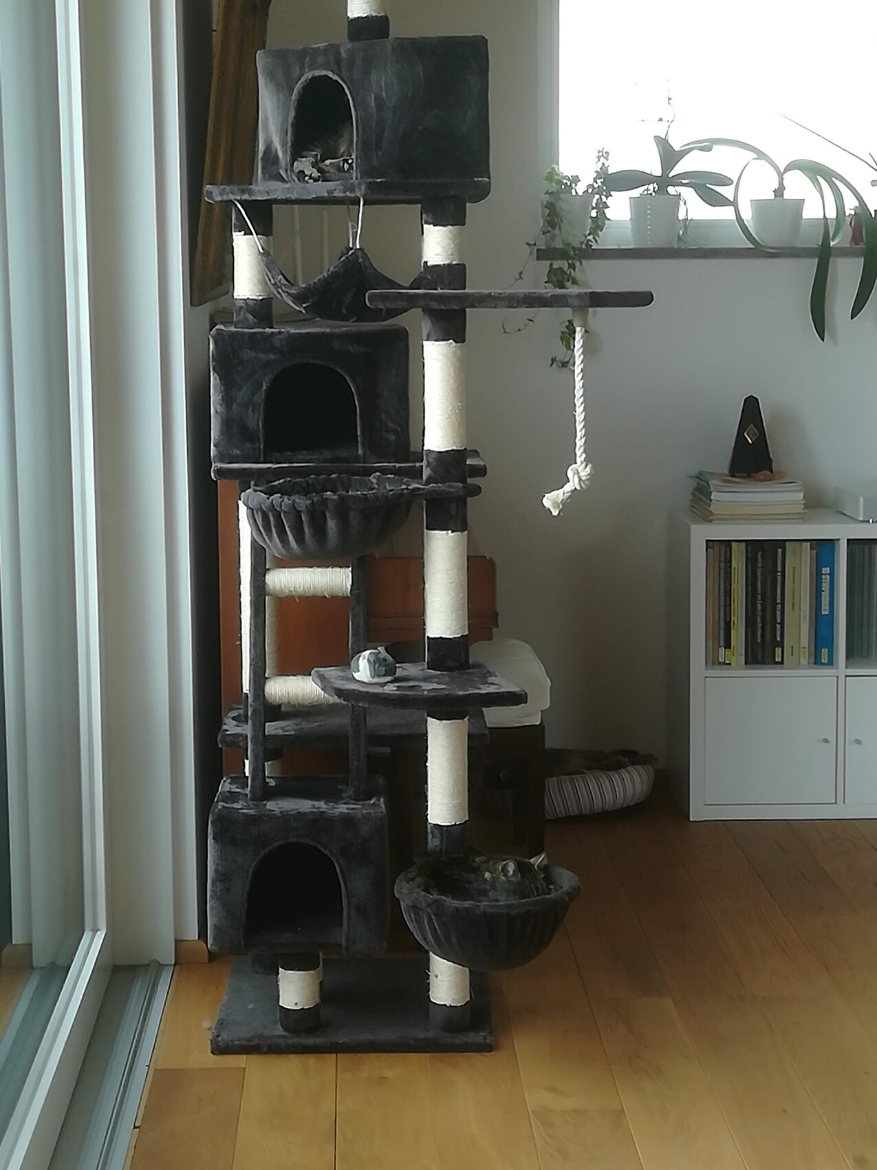 Cat tower with caves, ropes and hanging basket in the living room next to plants and bookshelf.