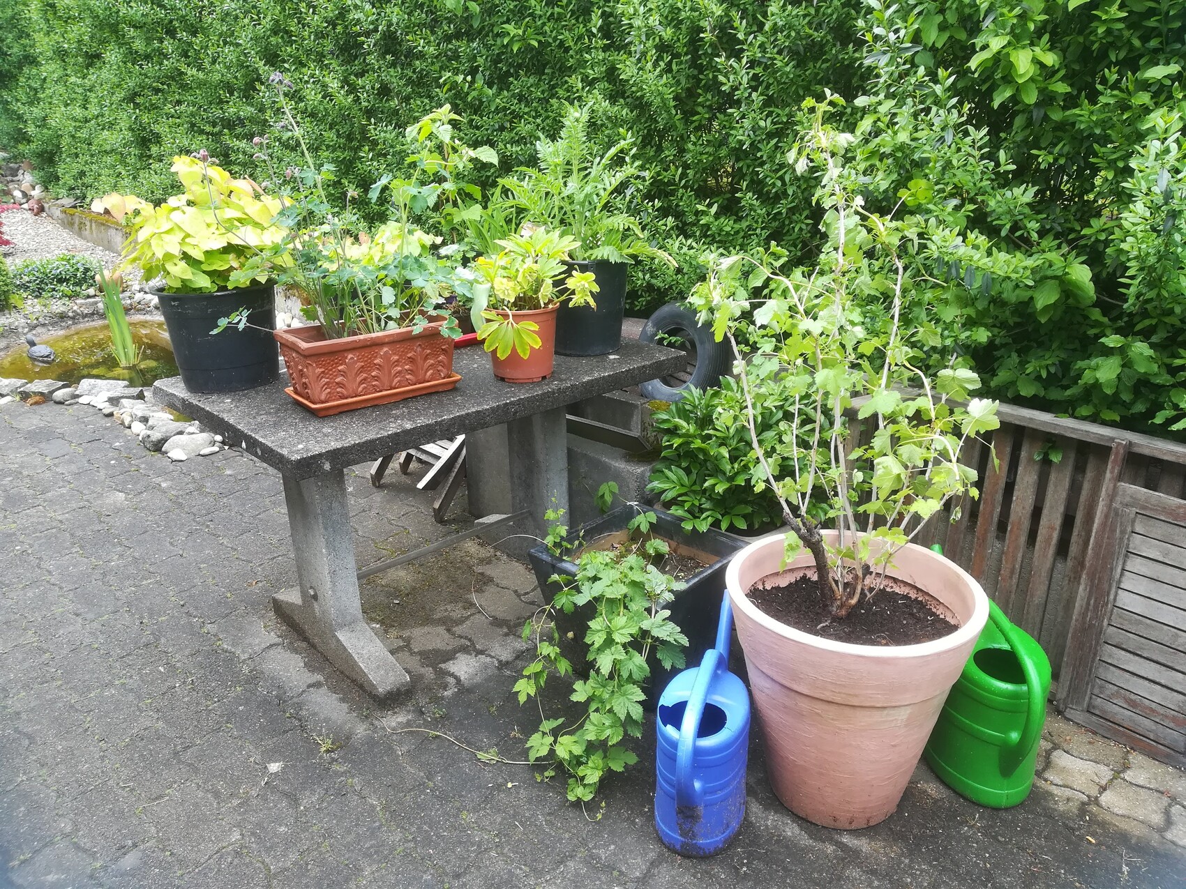 Garden terrace with planting containers on a table and watering cans.