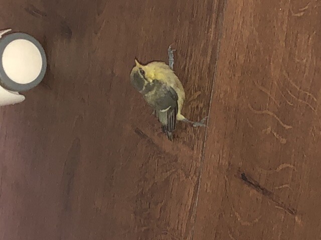 Kleiner Vogel sitzt auf Holzboden in Innenraum neben Futternapf.